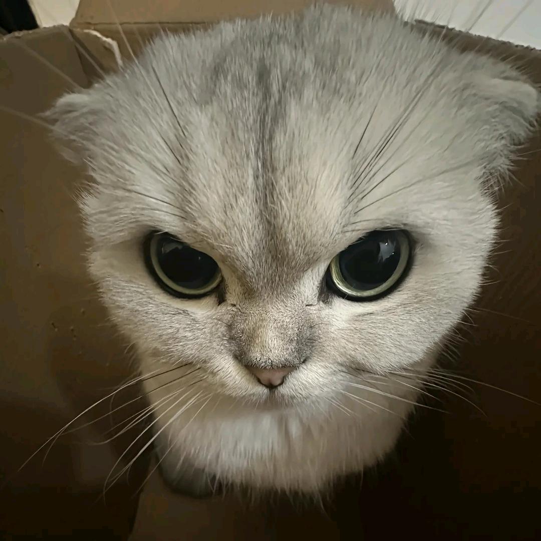 加勒比海域上的邪恶银渐层