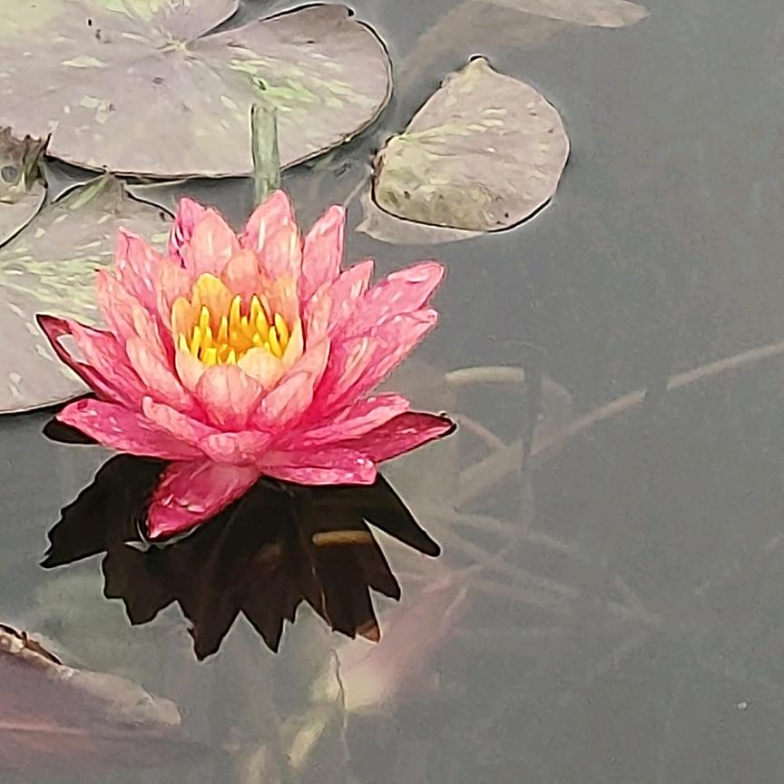 虞