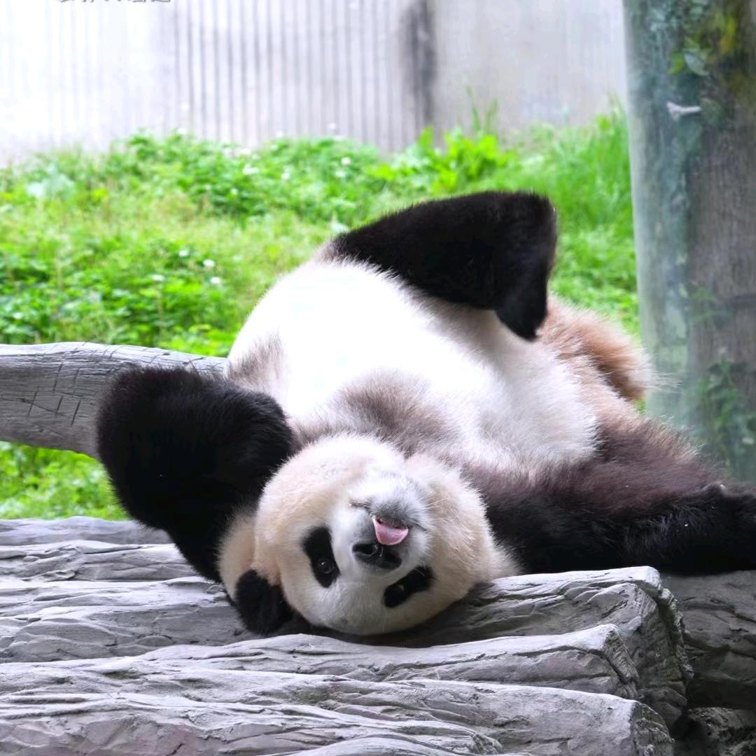 福福福宝