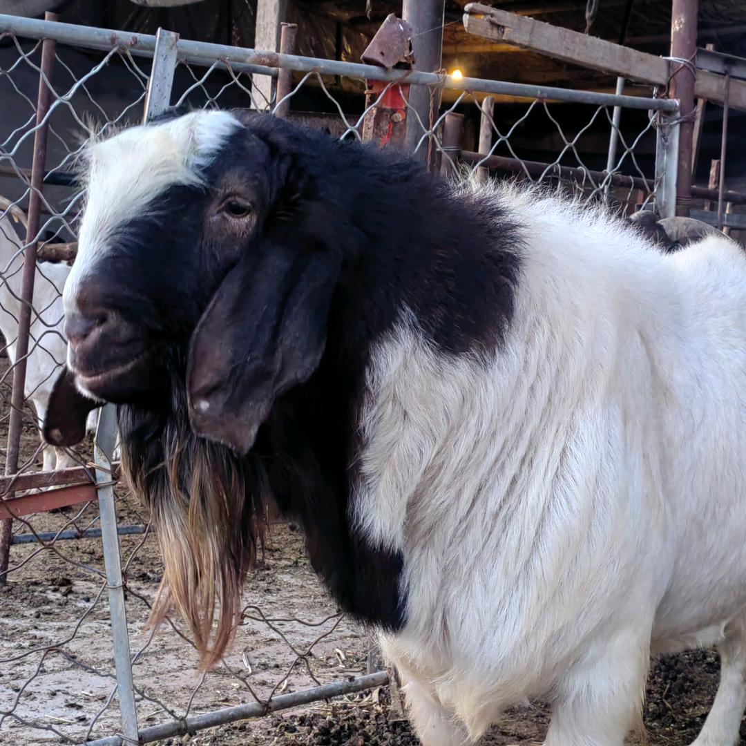 广饶波尔山羊养殖场