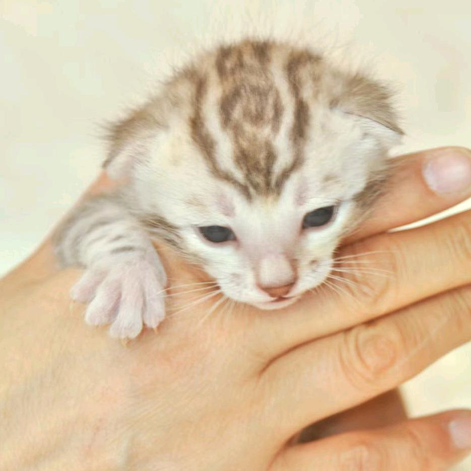 高妈妈GAOMOM孟加拉豹猫