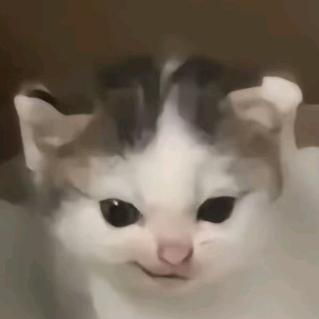不正常英语猫