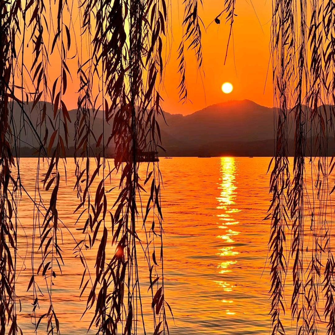 夕阳红