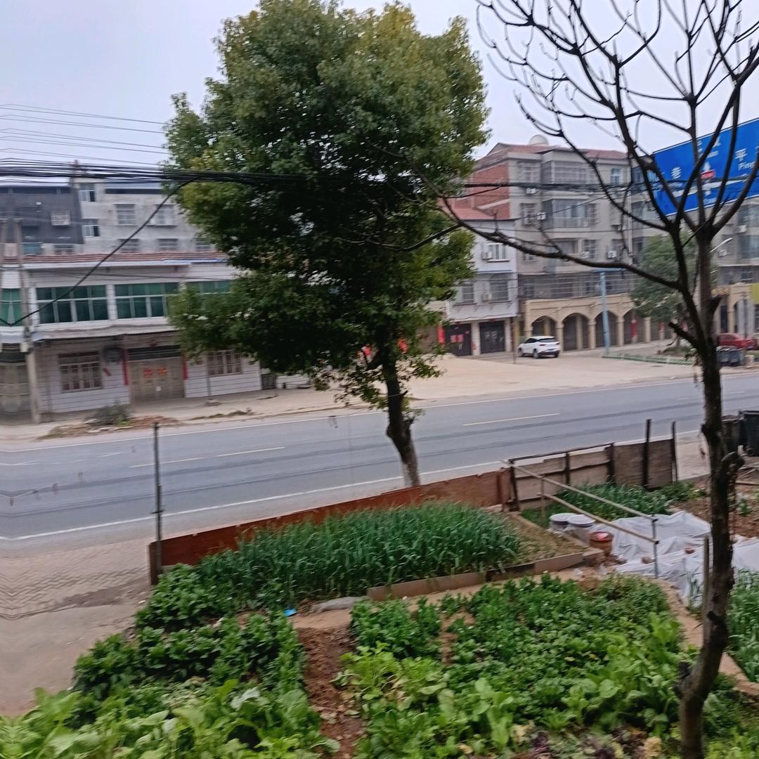郑火火