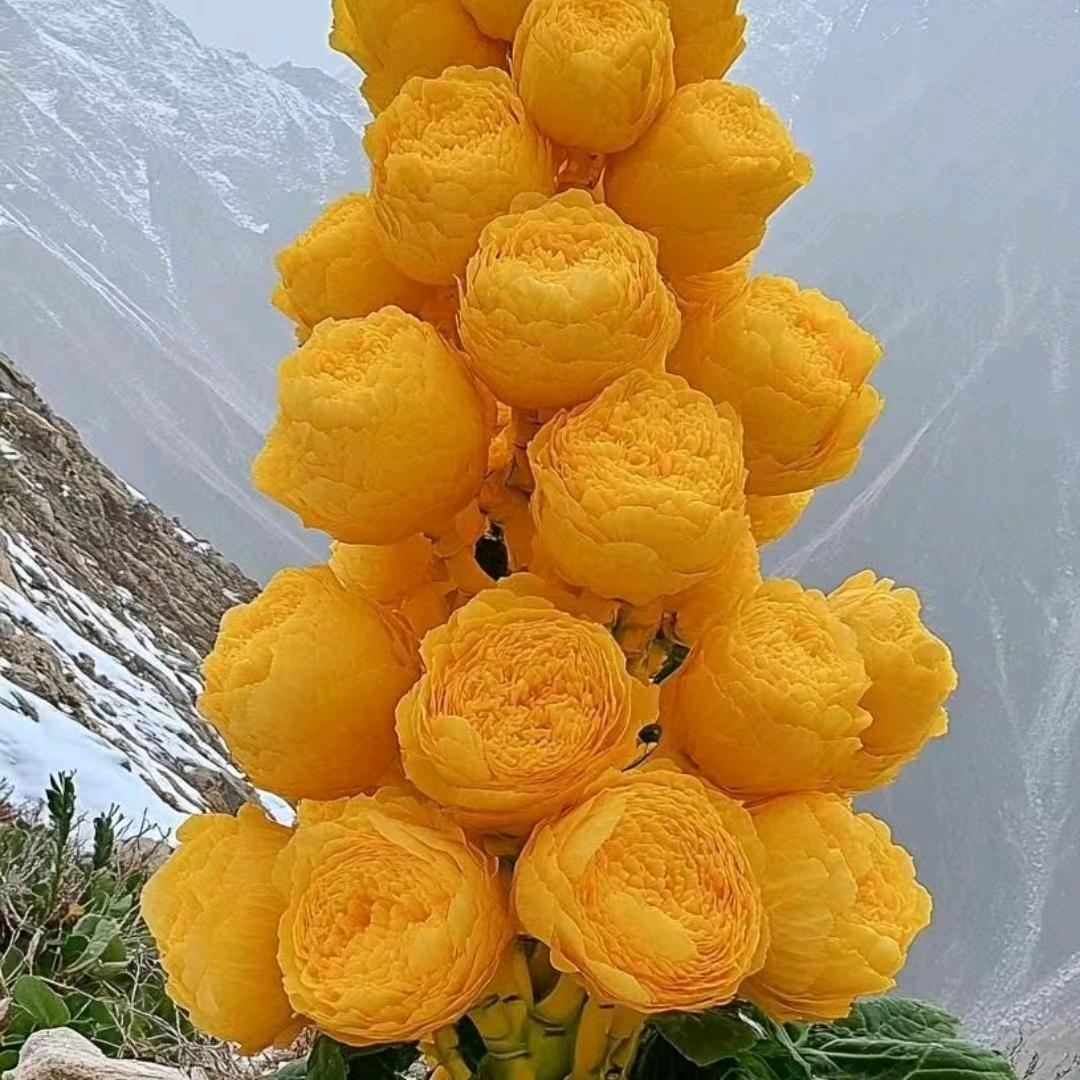 🔥🔥🔥🔥🔥🔥🔥