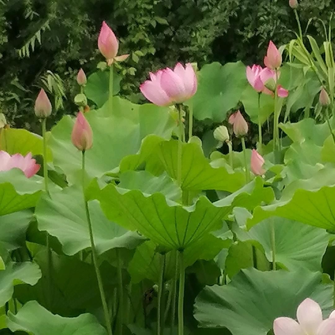 顾哥