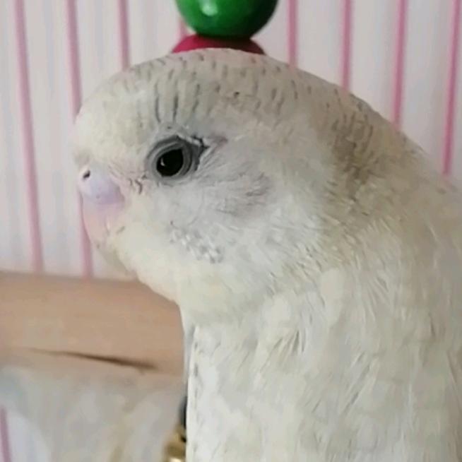 鼠鸟家竹（愿你被这个世界温柔以待）