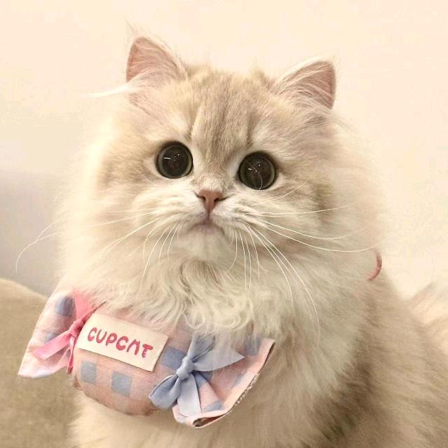 猫🐱姐