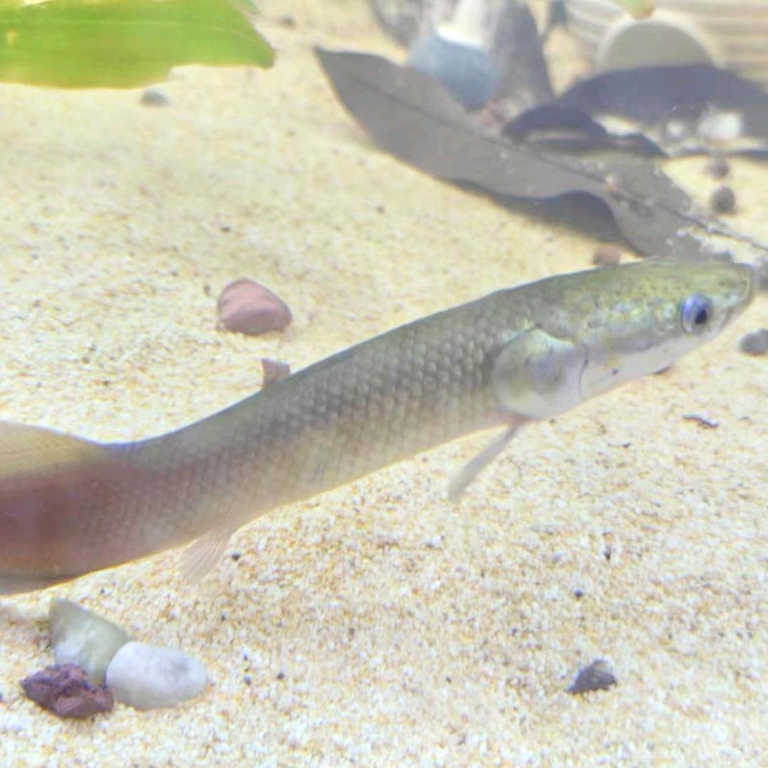 @爱养猛鱼的东哥🐠