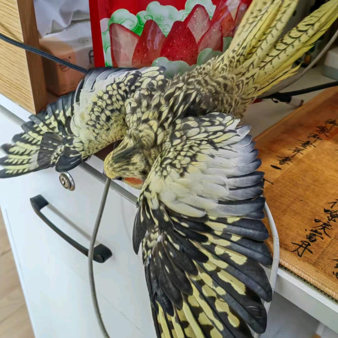 野生驯兽师