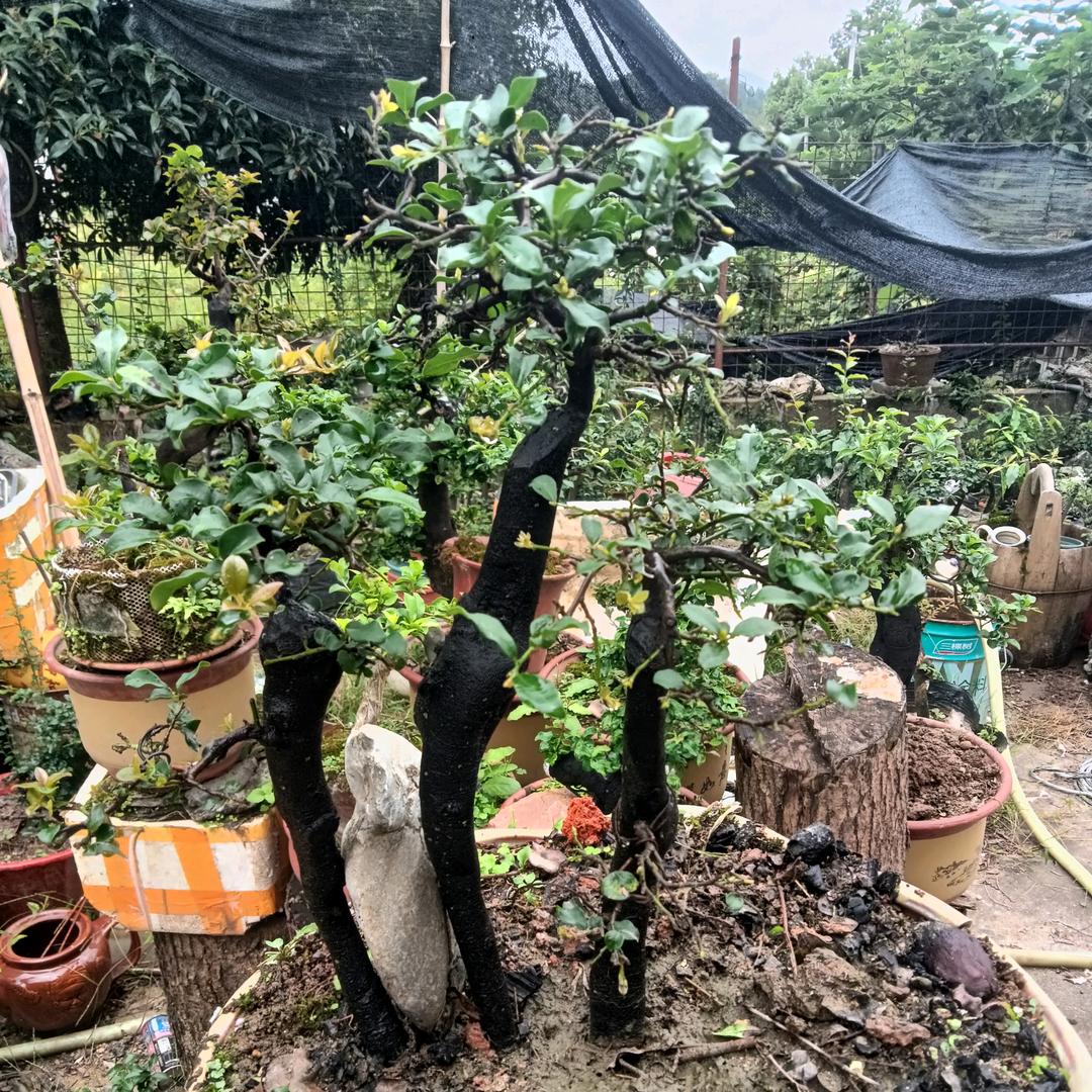 语嫣金弹子盆景