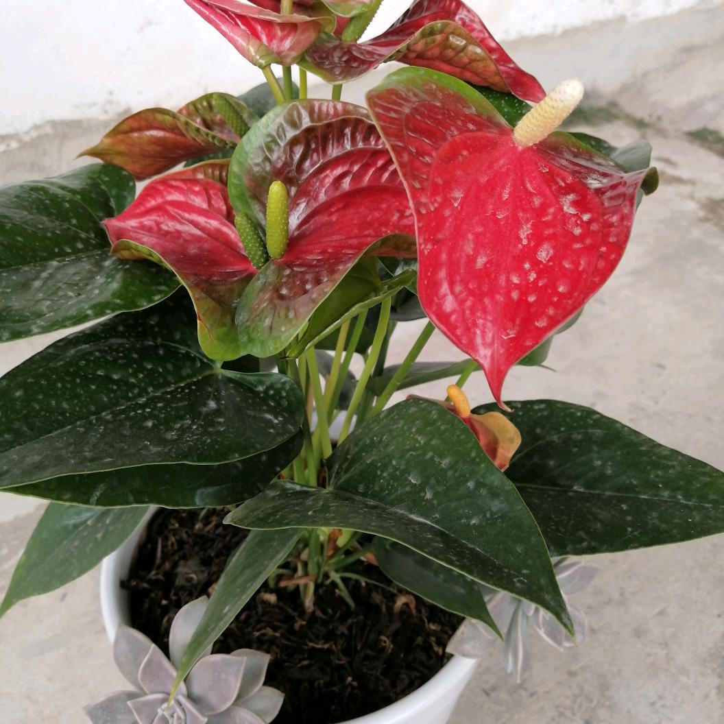 🤩春暖花开