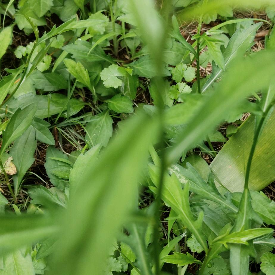 爱悠悠