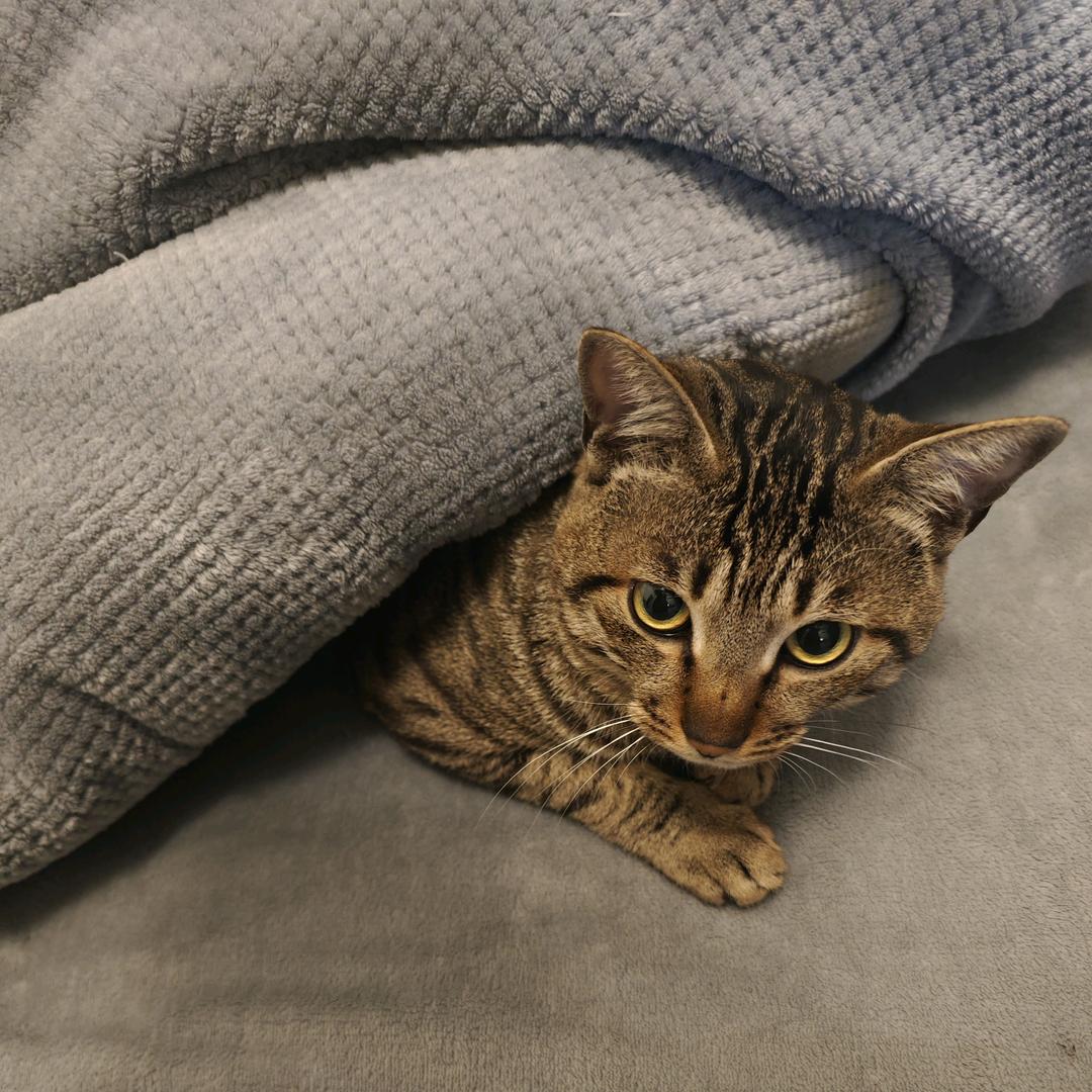 一个半橘子【三角洲行动】