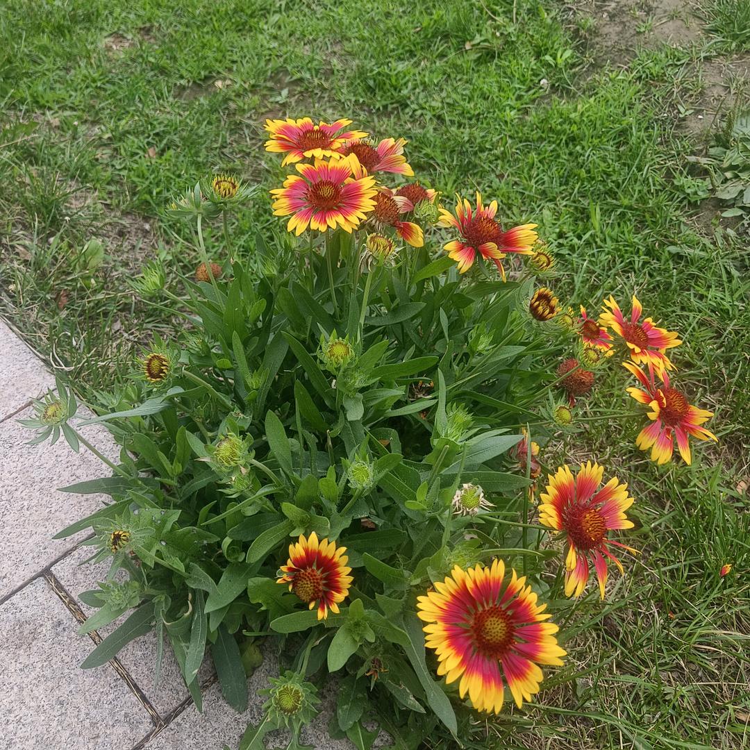 富贵  （互关互赞）