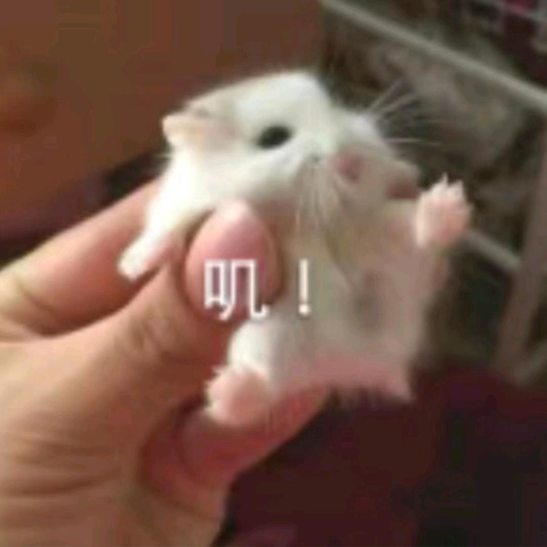 人不可冒菜