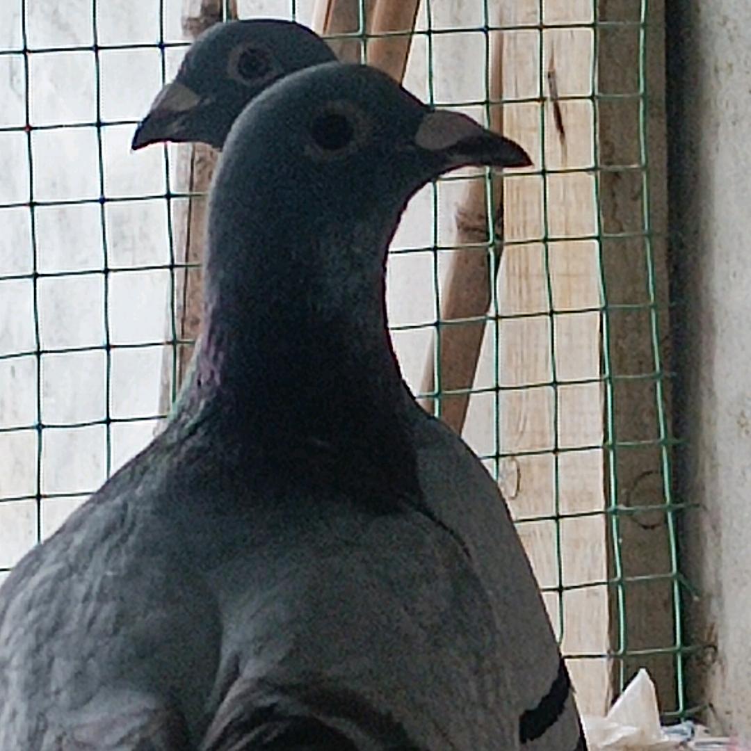 萍果