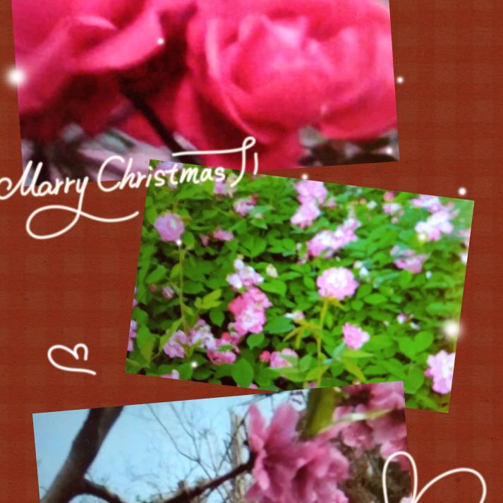 春暖花开 ✿✿ヽ(°▽°)ノ✿