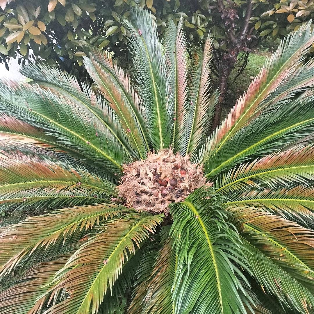 福慧双修📖的金猪🐖🐖🐖