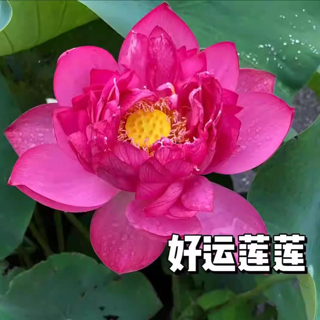 英