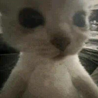 一款人🧞‍♂️