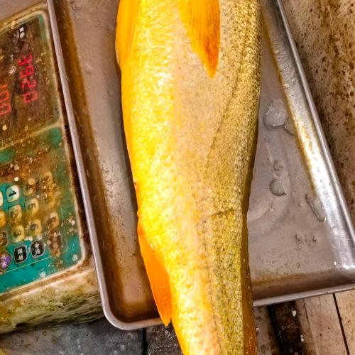 黄鱼我只爱这一条