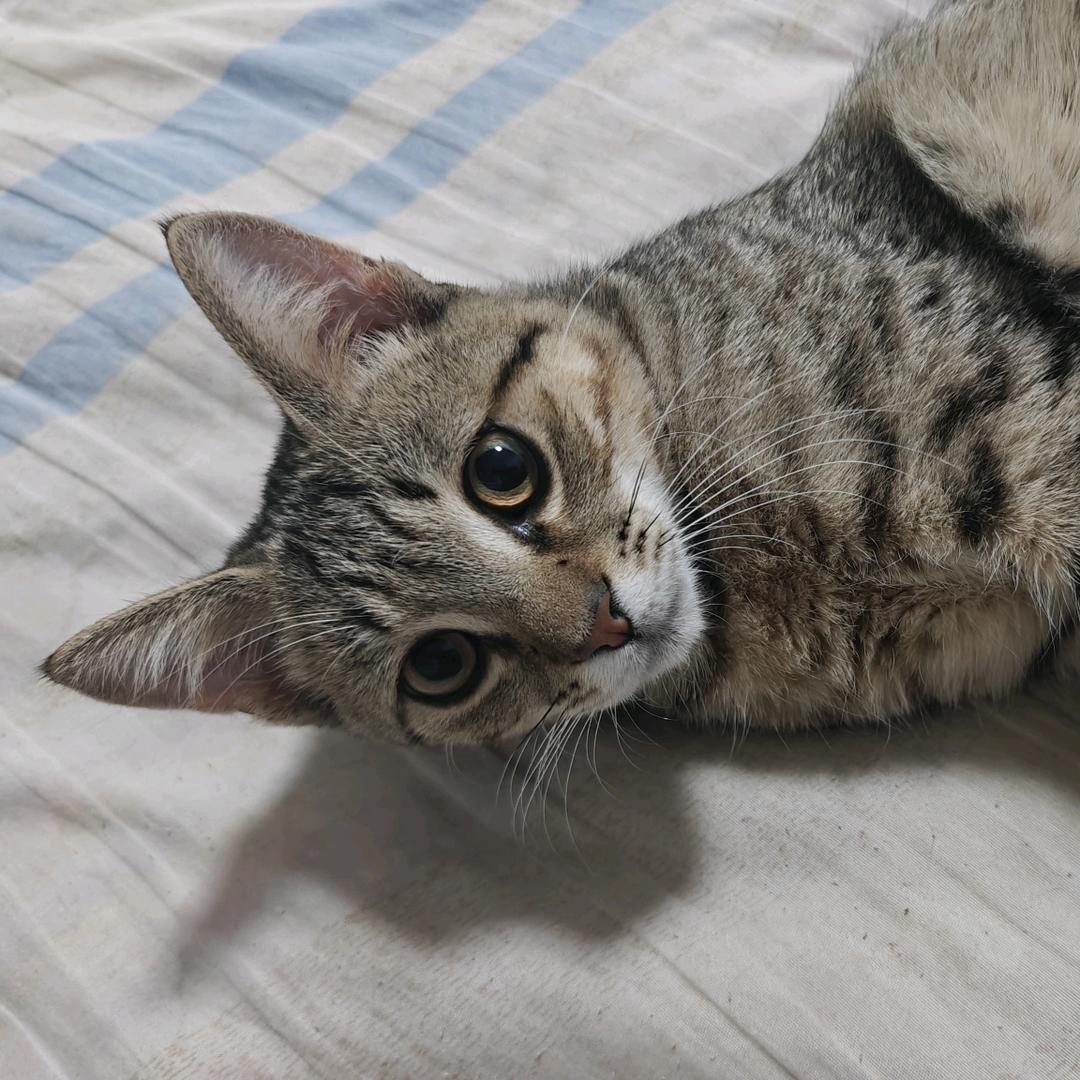 多宝