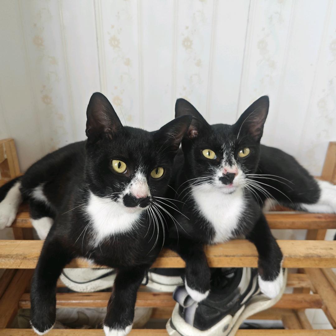 🤹🏾‍♂️🤹🏾‍♂️