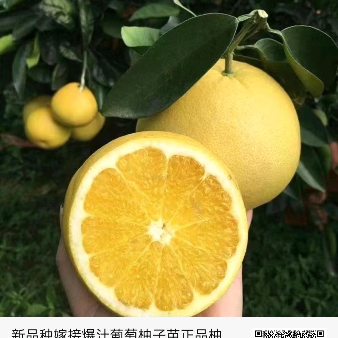 亮杰果树苗木专营店