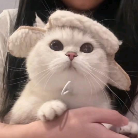 望江路老师的余生哥