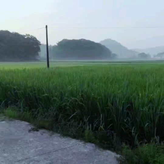 野钓江湖