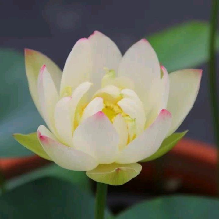 齐鲁-信息咨询