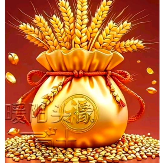 午后拾光者