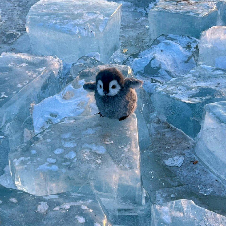 一个扭曲的飞翔猪刚鬣