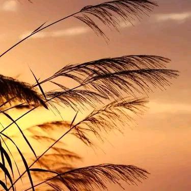 ༺尘缘未了ॢꦿ᭄ﻬଓ