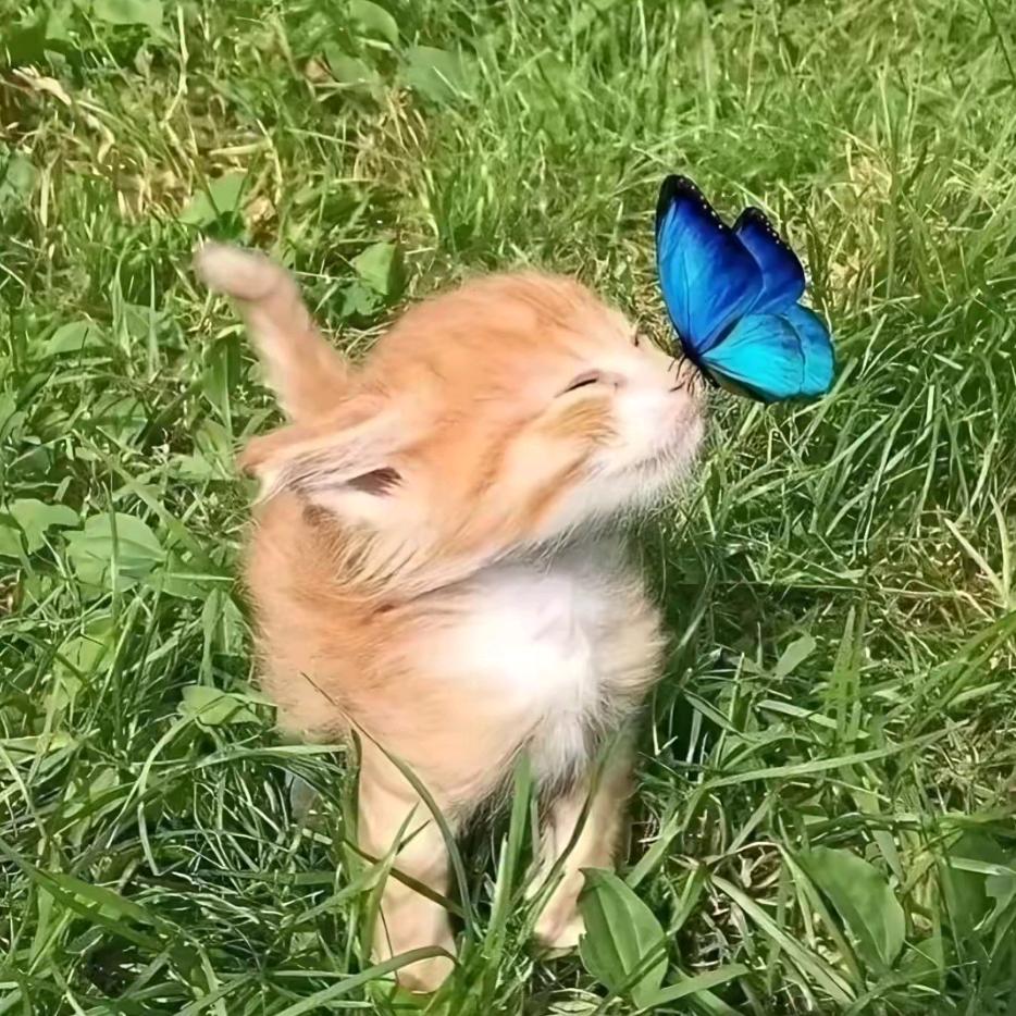 🦋如梦令🦋