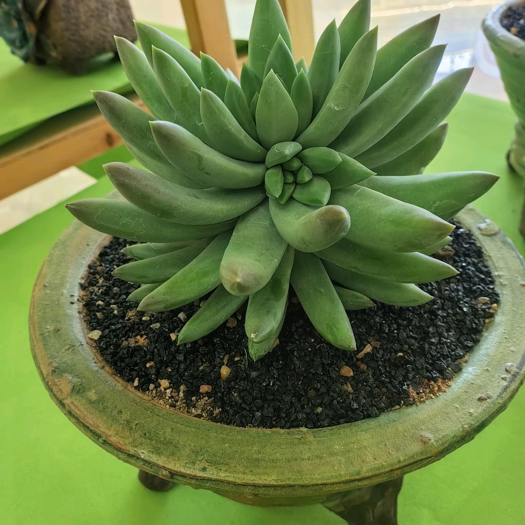 一湾萍水