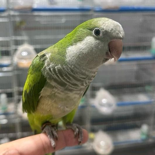 瑞轩养殖特色宠物