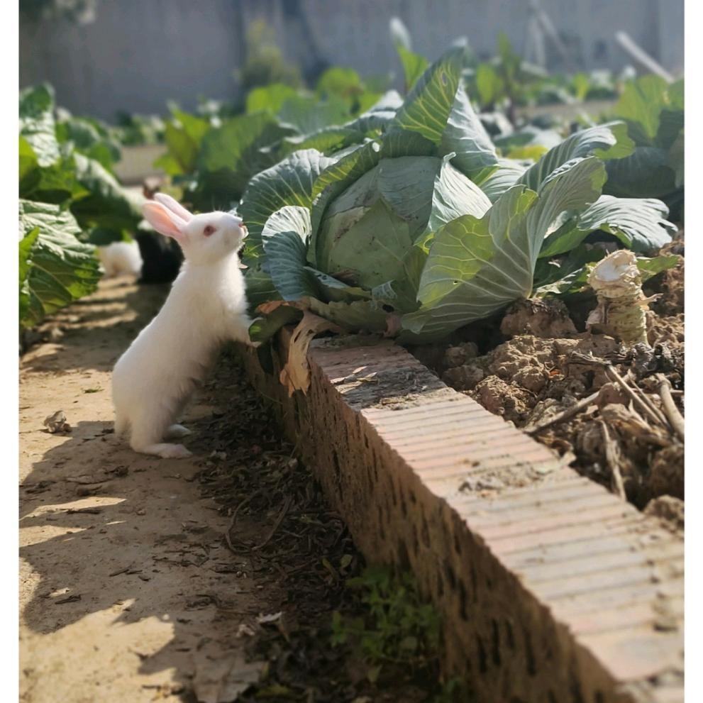 兔崽小铺