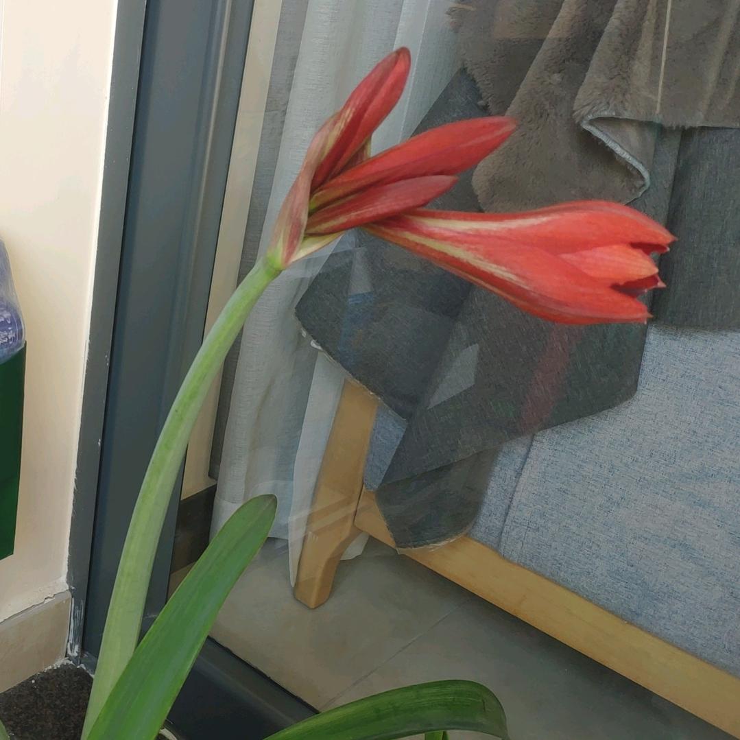 国芹