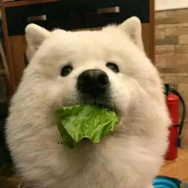Samoye 🧿