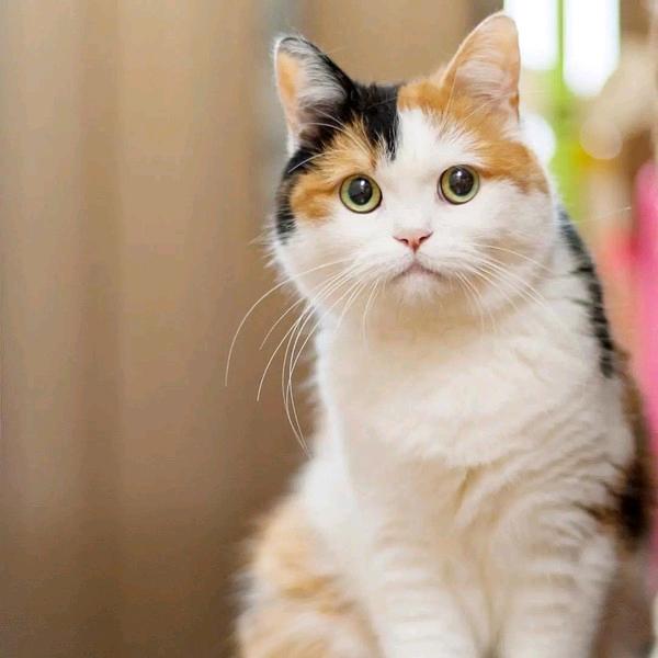 三色猫音乐