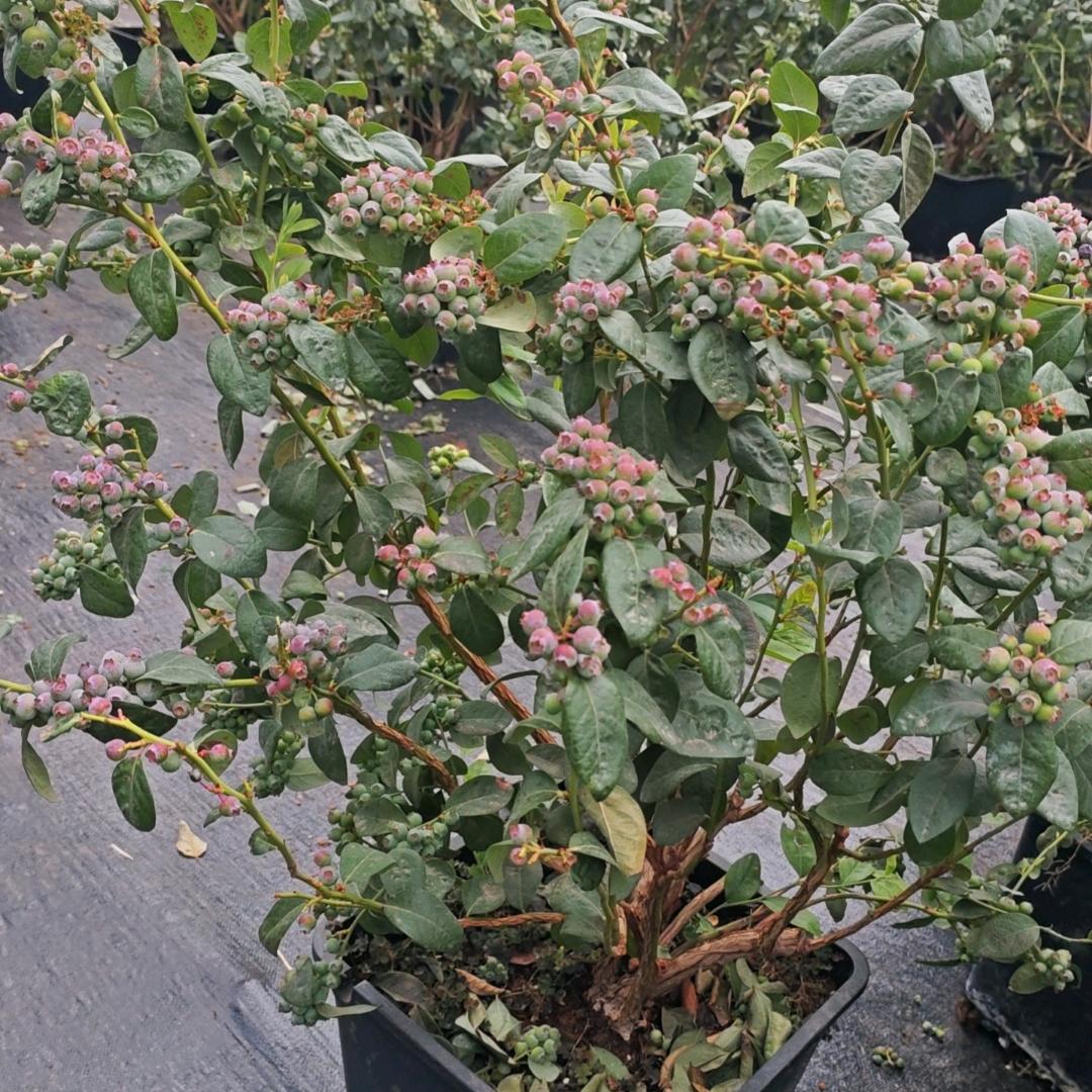 新花景种苗种植基地