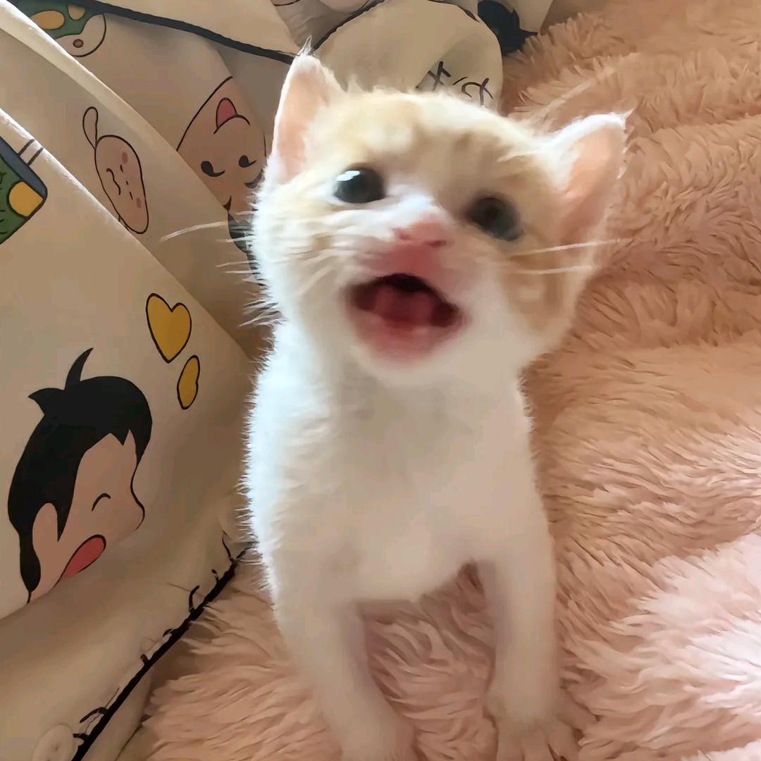 小鱼小愚