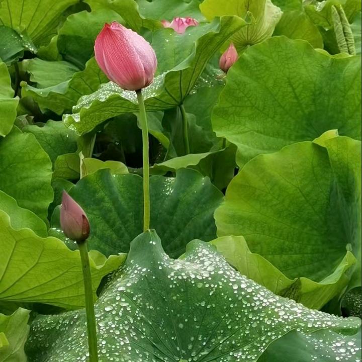 紫气福来