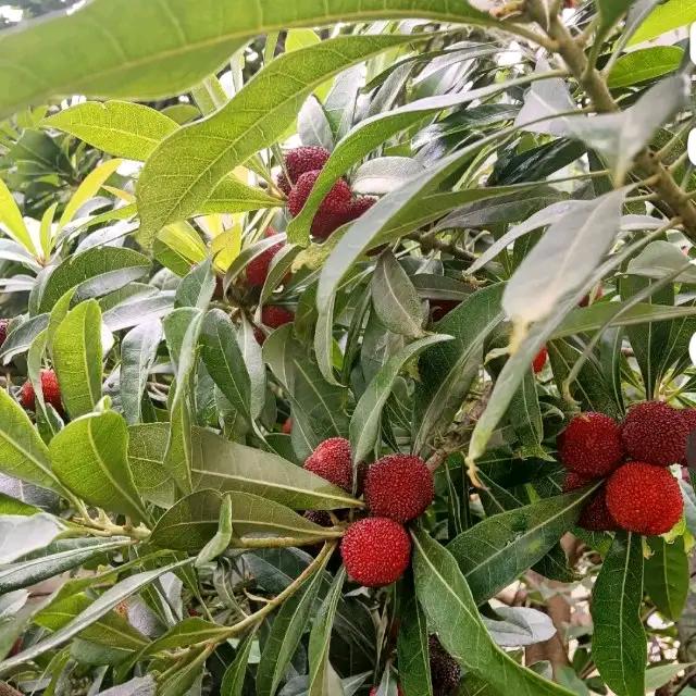 🌻今🌻生🌻今🌻世