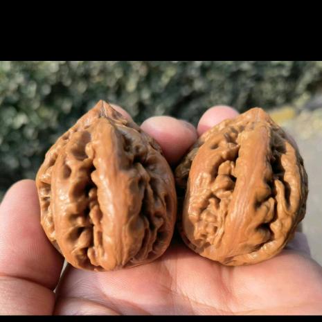 百姓核桃的东北野生大秋子