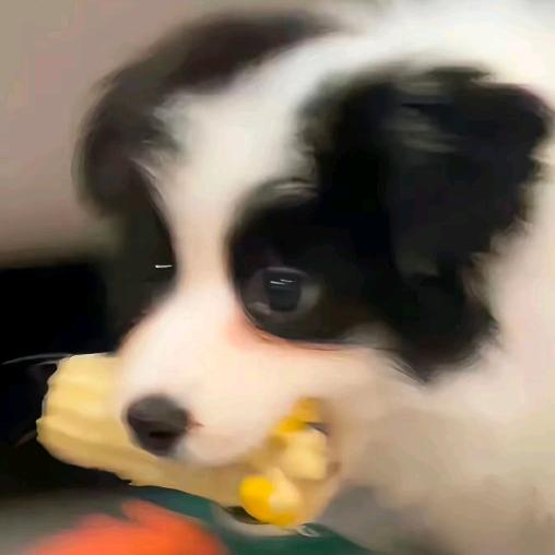 橘猫与茶
