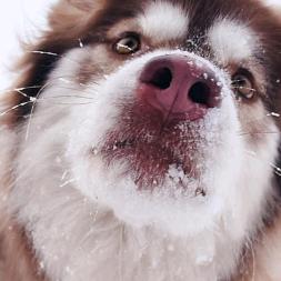 ￴￴￴￴  臭宝