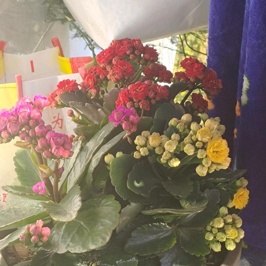春暖花开
